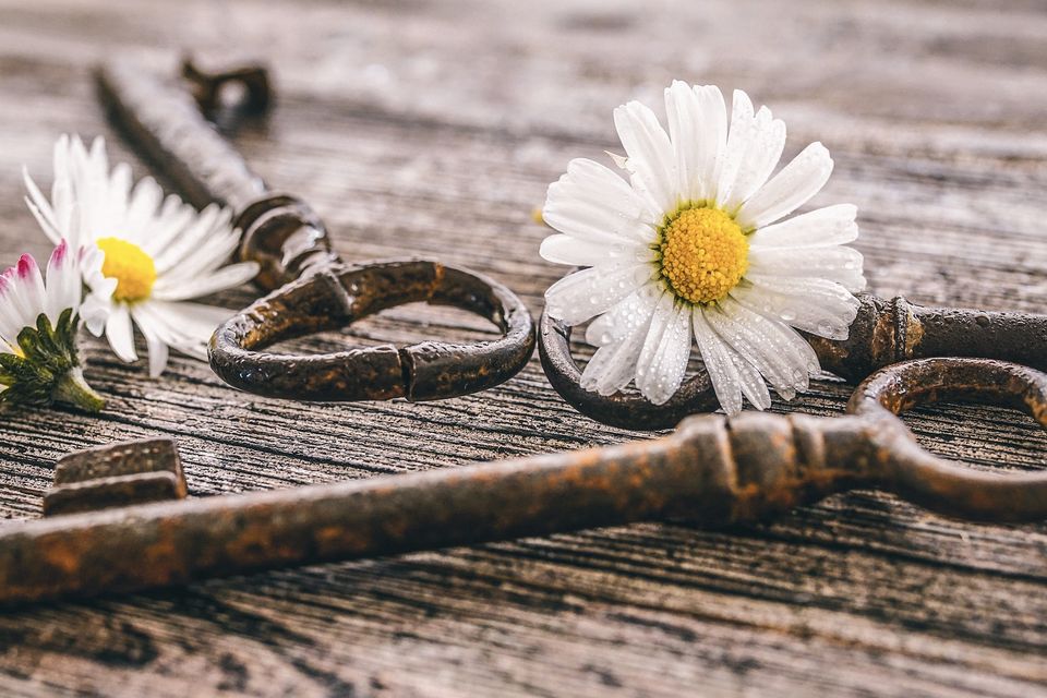 Daisy g35d5a5e54 1920