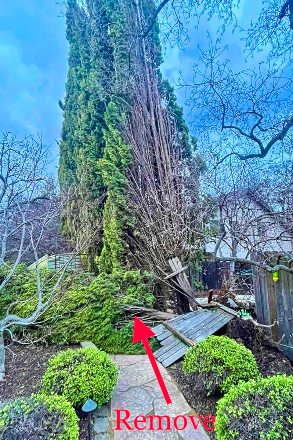 Emergency tree removal of a large cypress that crashed through a wooden neighbor's fence, highlighting hazardous property damage and rapid storm response in a residential backyard