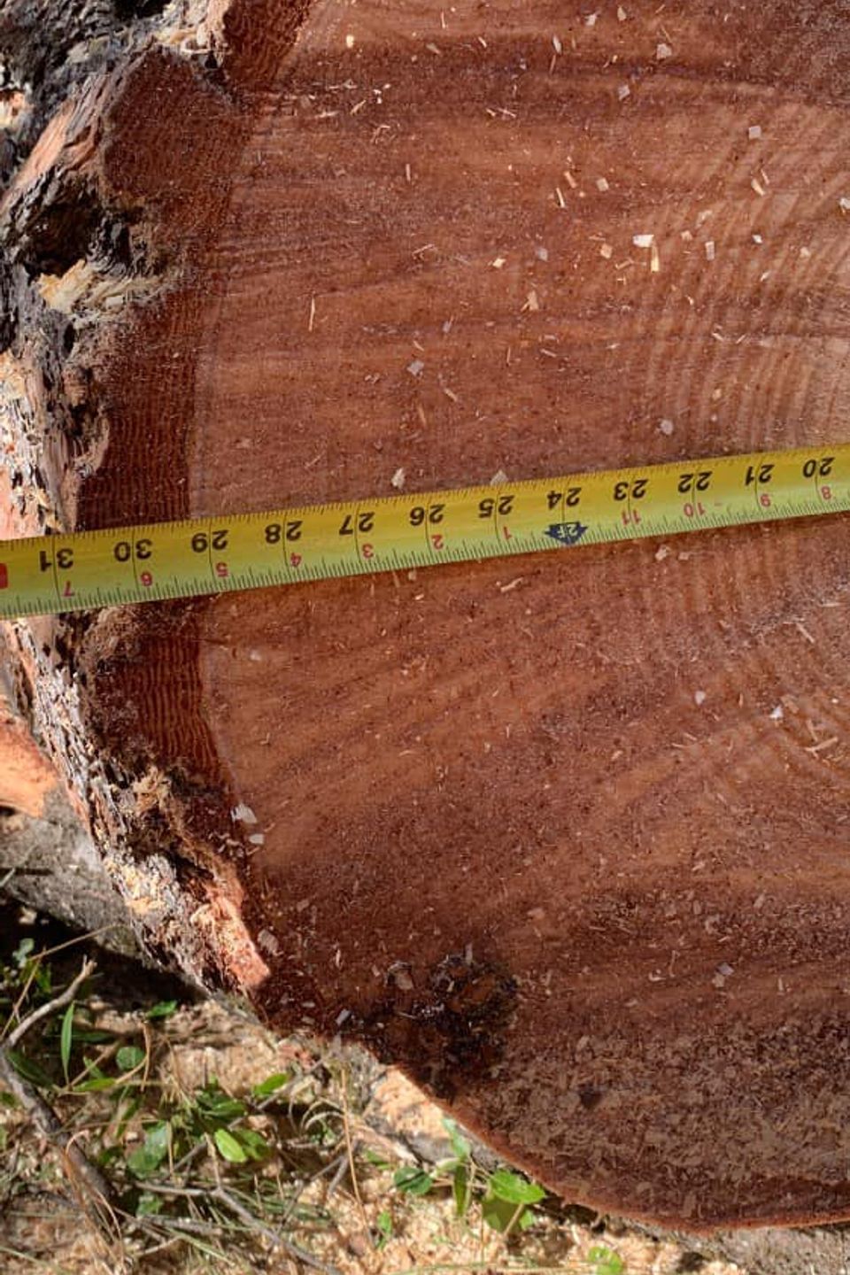 A professional measuring tape being used to determine the diameter of a tree log for permit compliance and hazard assessment in accordance with local tree preservation ordinances.