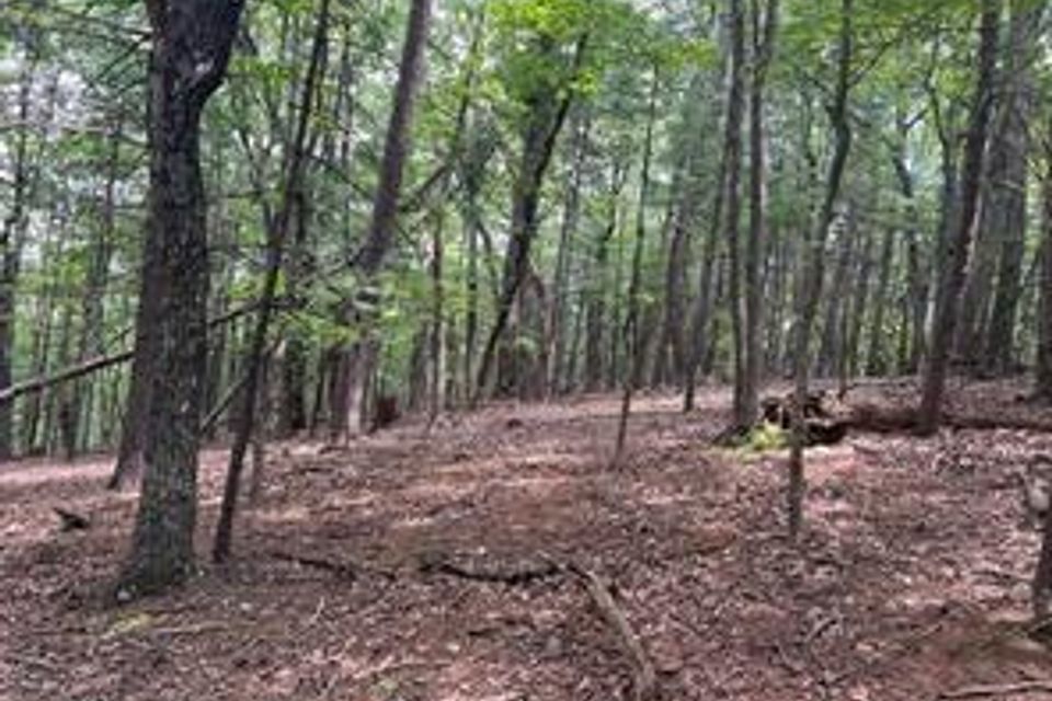Timber ridge