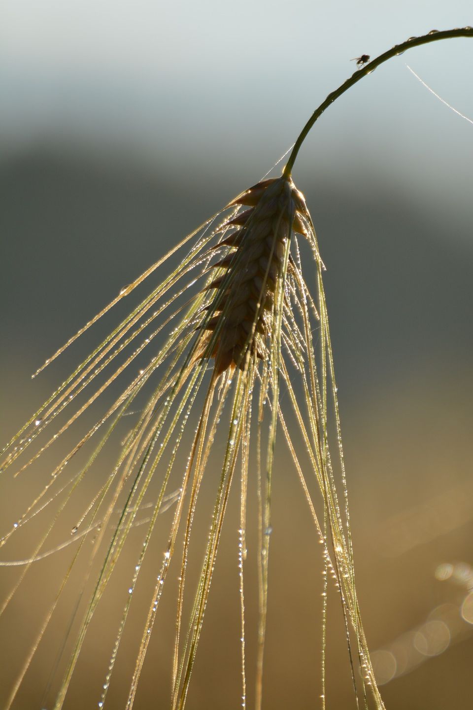 barley seeds from ECS