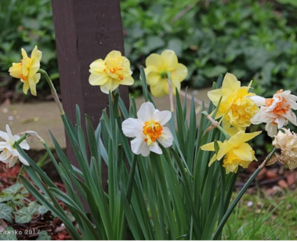 Stow daffodil sale