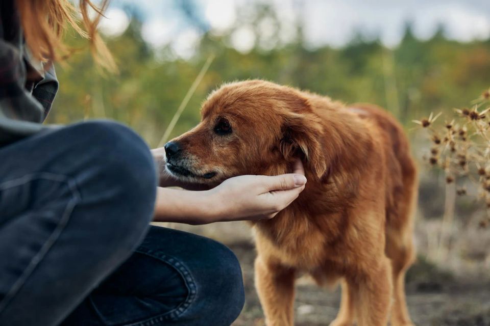 A person engaging in pet therapy with a dog as part of a mental health treatment program