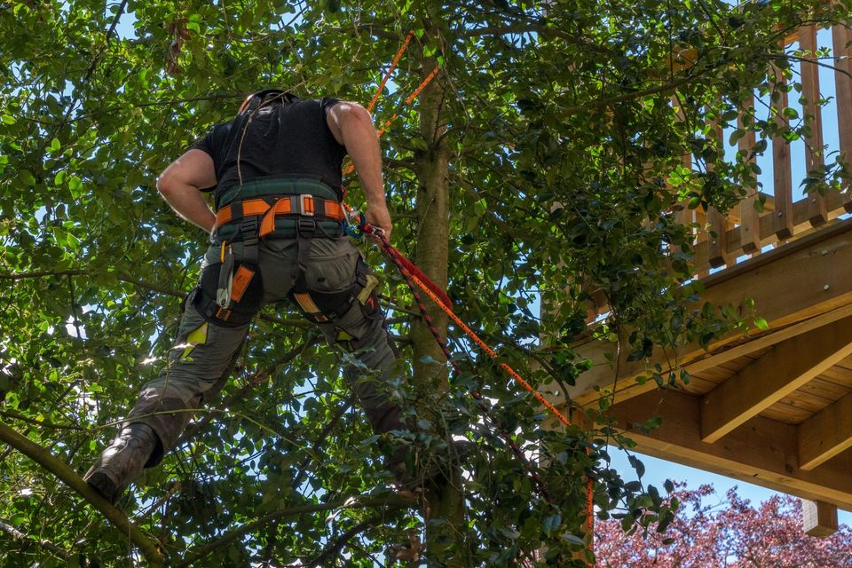 Tree pruning 3