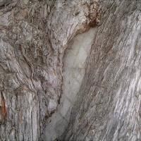 Tree Trunk Damage Repair Expert  | Healthy Trees For Life