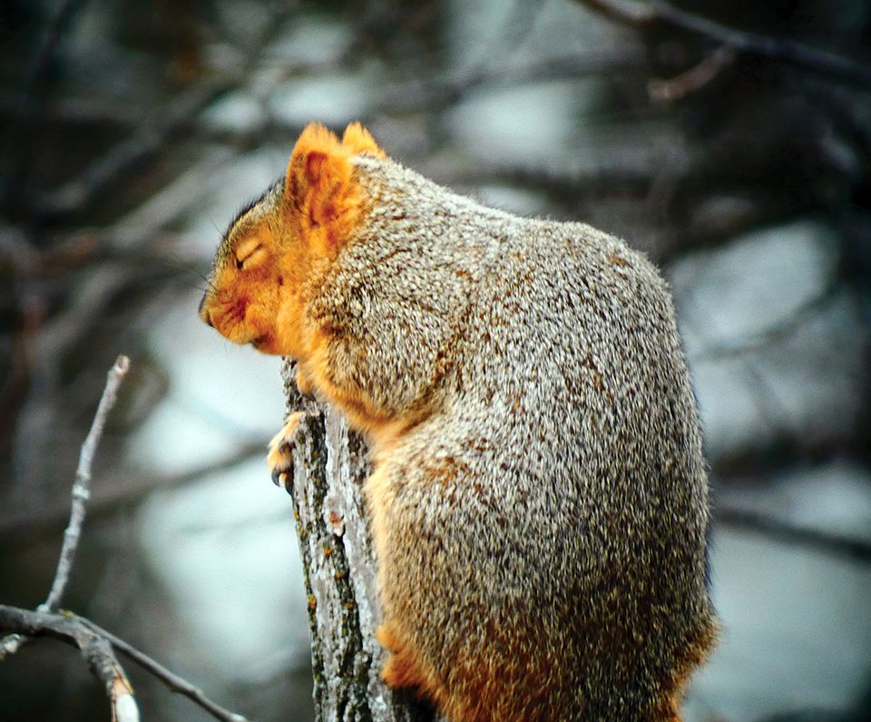 Hartsleepingsquirrel