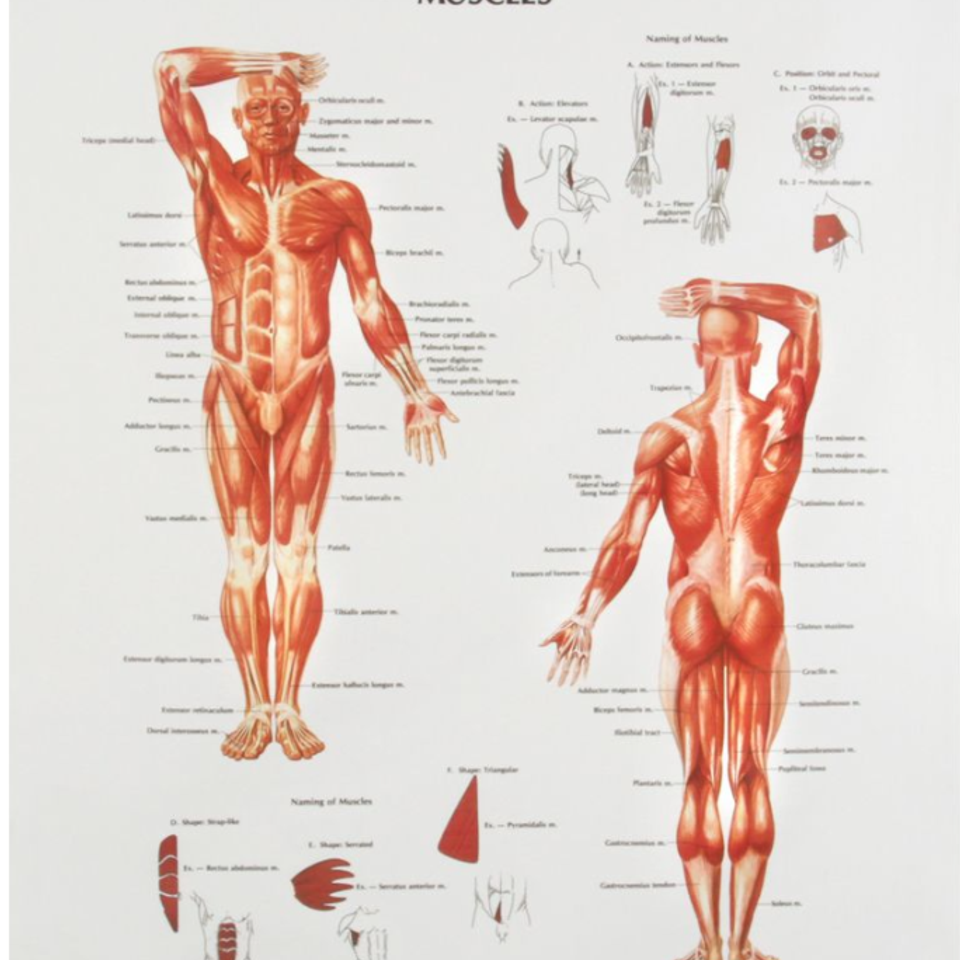 Human muscle chart