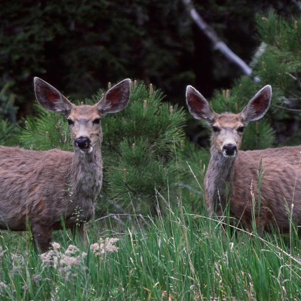 Chuckgraham muledeer img05520121203 1865 d9dphq 0