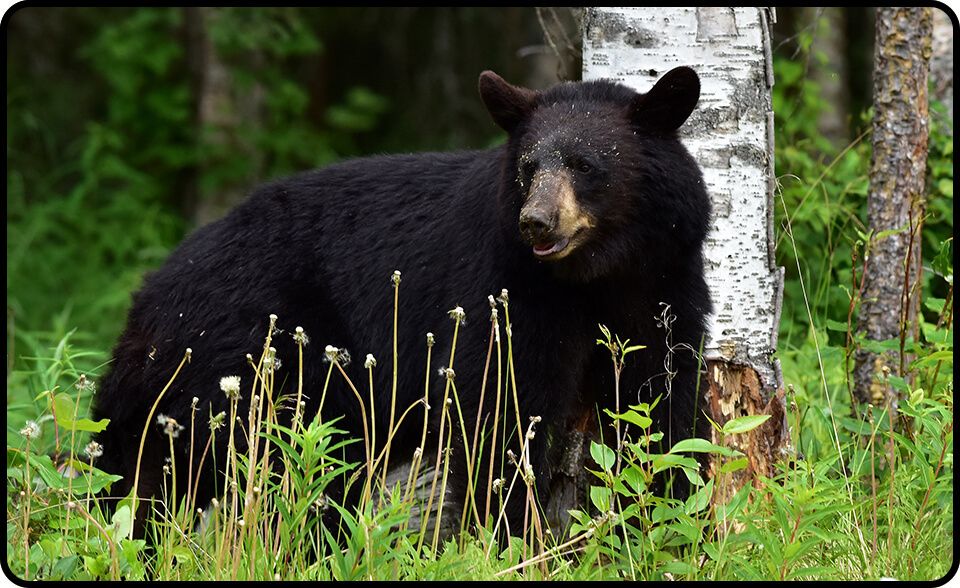 Critter images large bear