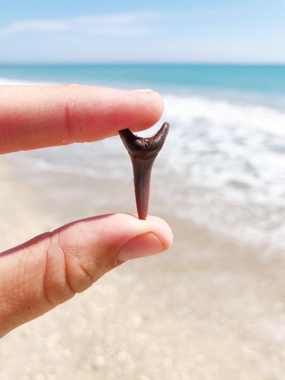 Collection of black fossilized shark teeth found in Charleston SC