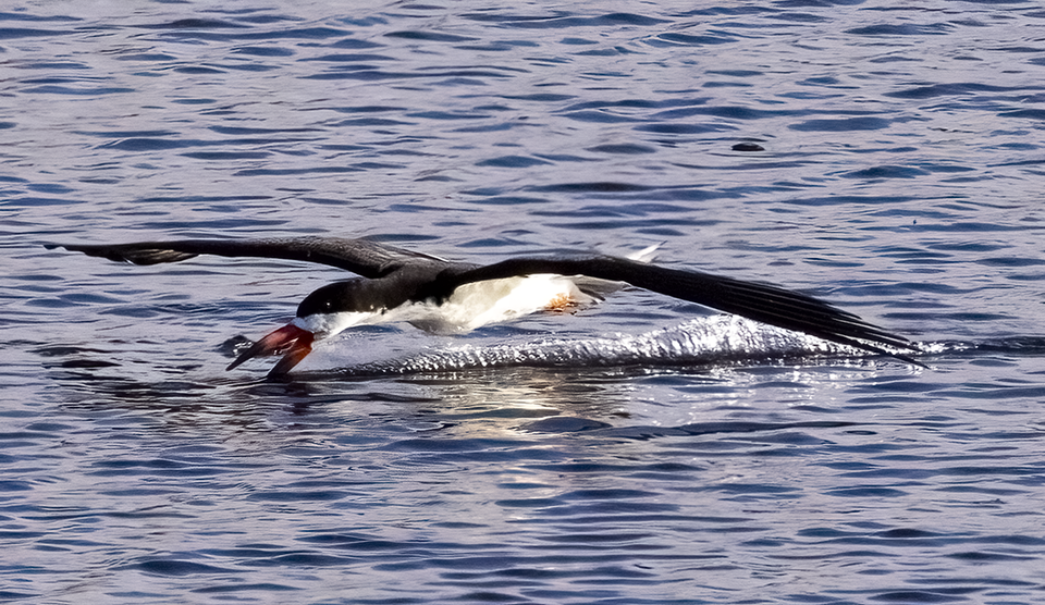 Skimmer w fish