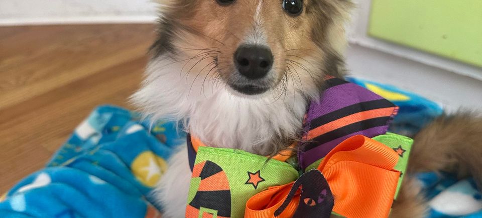 Dog with halloween bow 2