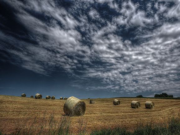 Summer meadow hay bales harvest