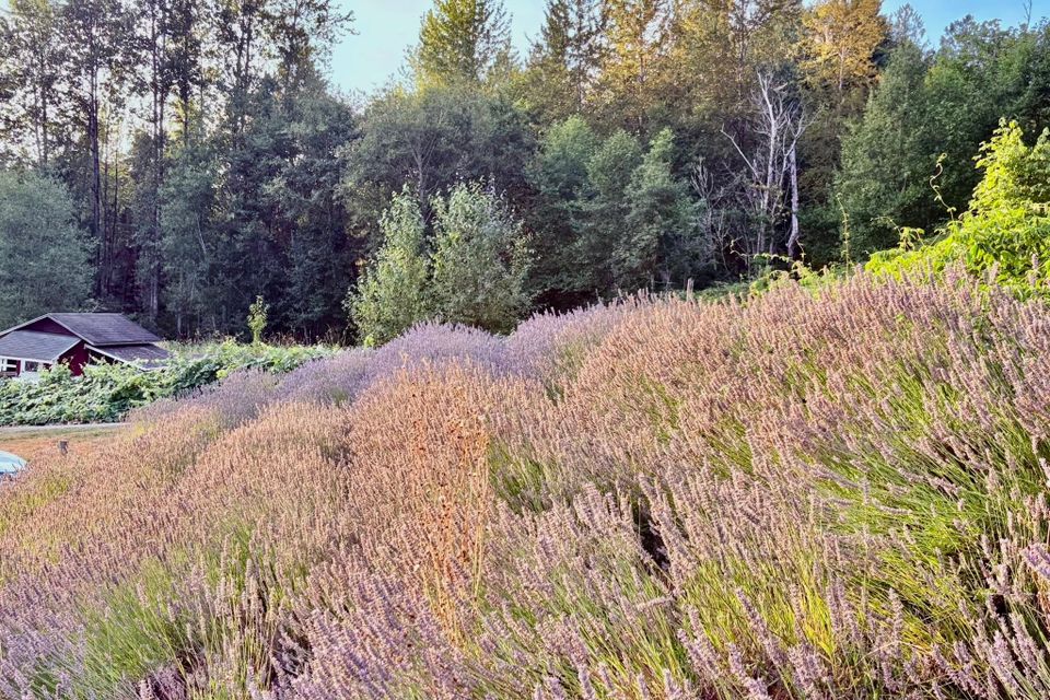 Lavenderatstillewatereventslavender
