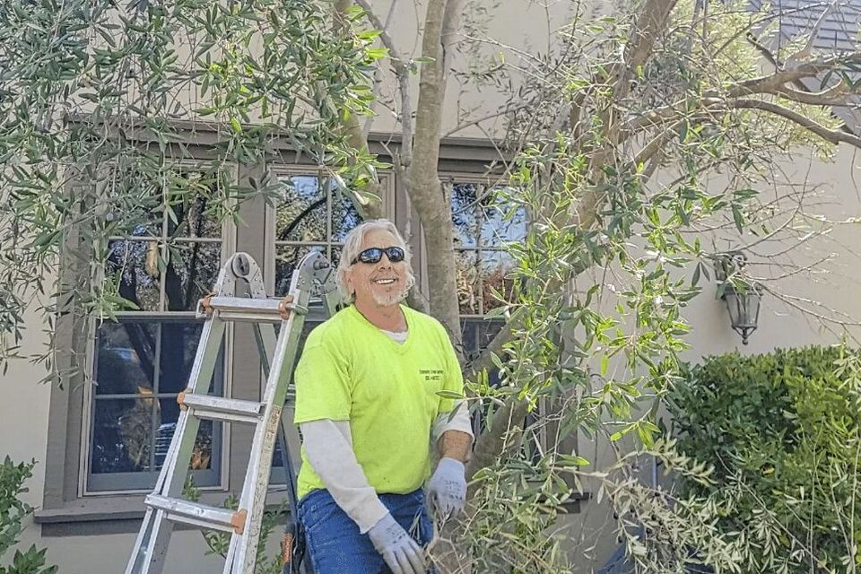 roseville tree service