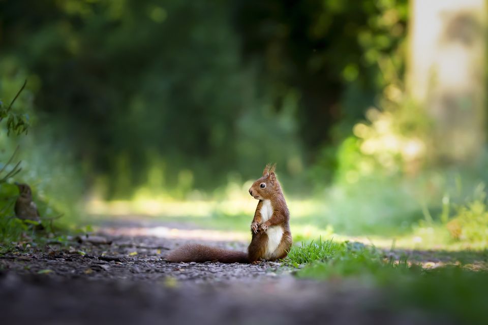Squirrel gc2dff9e48 1920