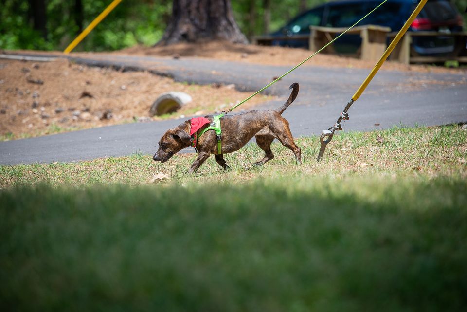 Camp 2023 dobby searching grass