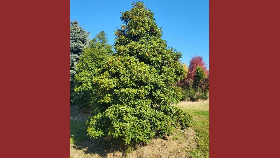 Holly tree