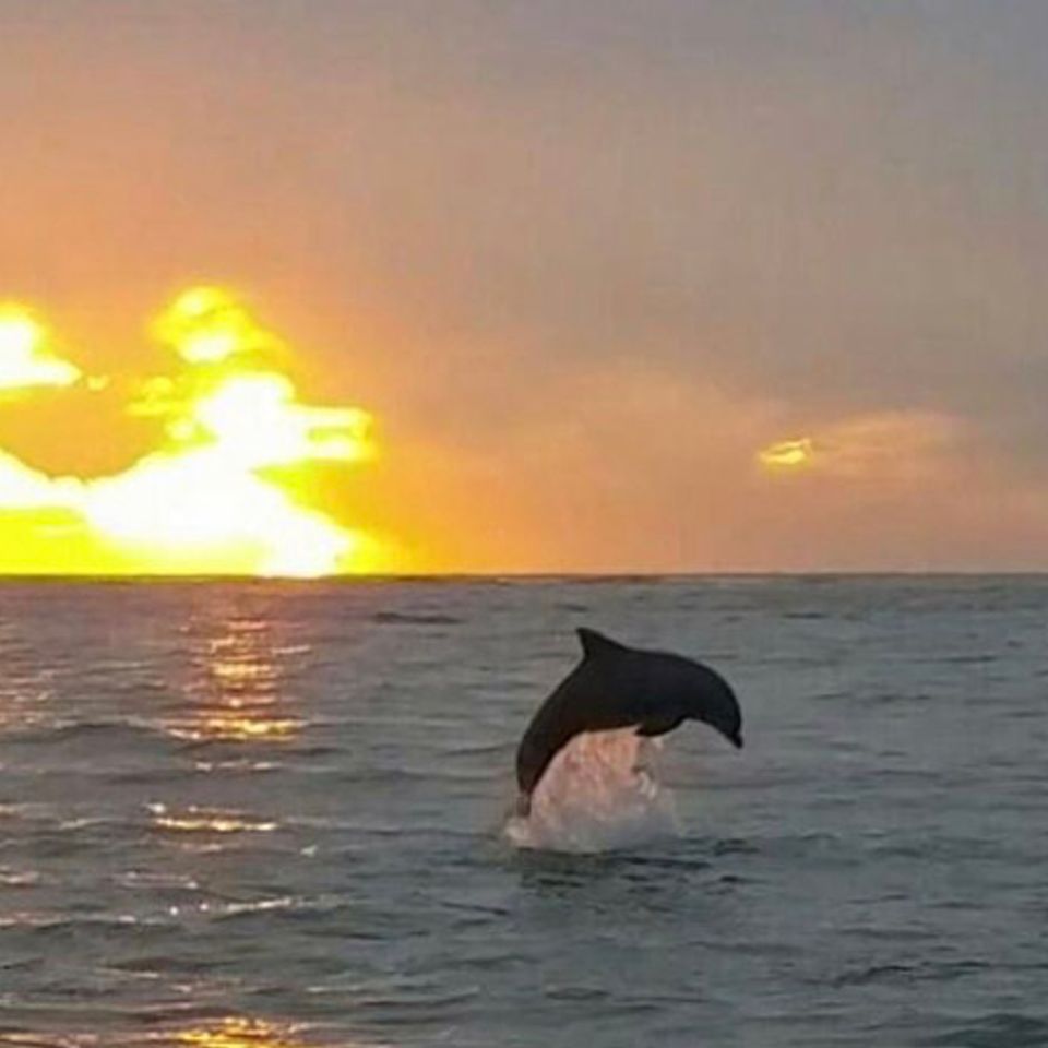 Charleston dolphin tour 25