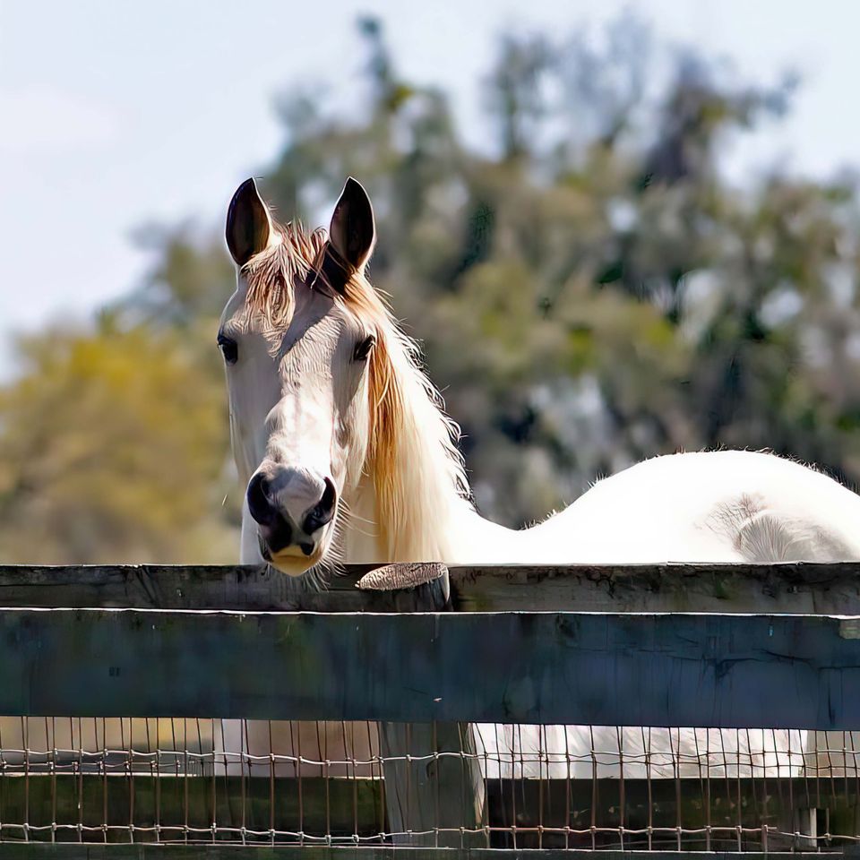White horse looking