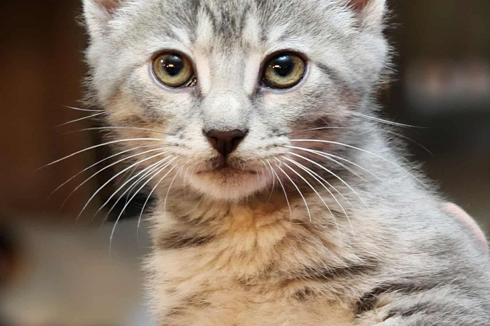 Getattachmentthumbnail (13)