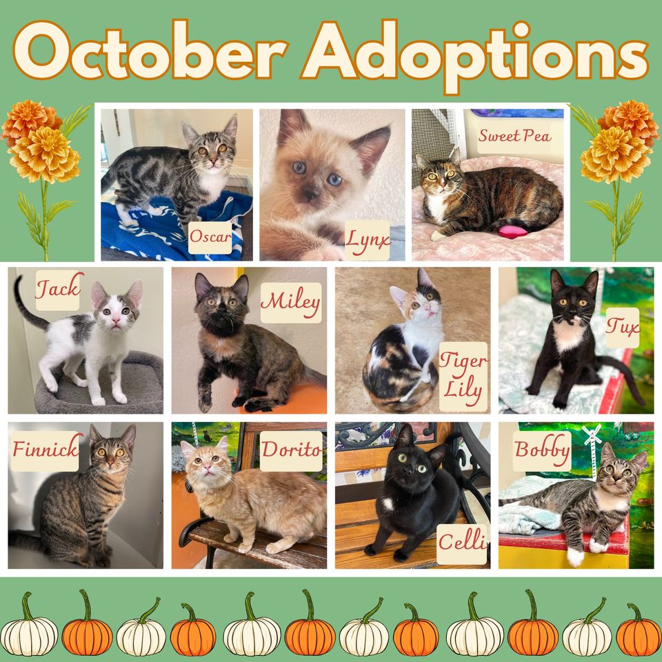 October adoptions 2024 (instagram post (45)) (2)
