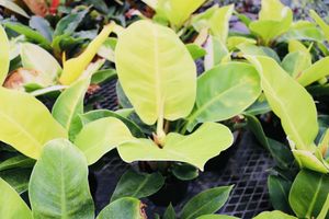 Moonlightphilodendron