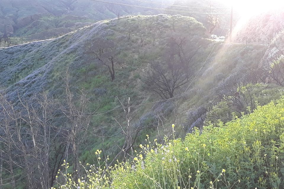 Mulholland woolsey fire recovery
