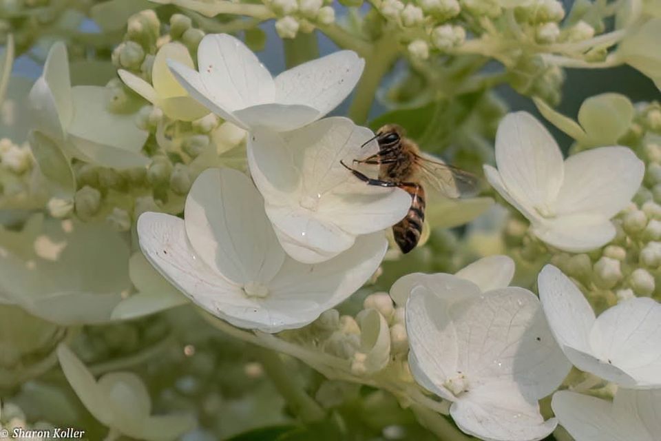 Honeybee