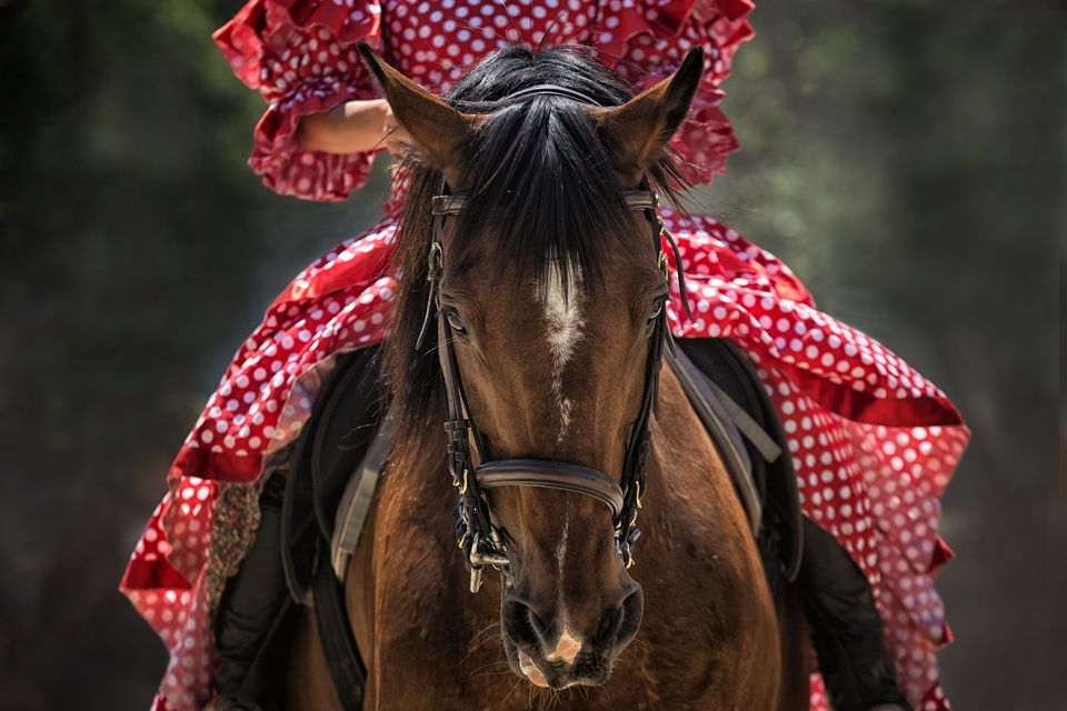 Horse 57e1d64a4b 1920