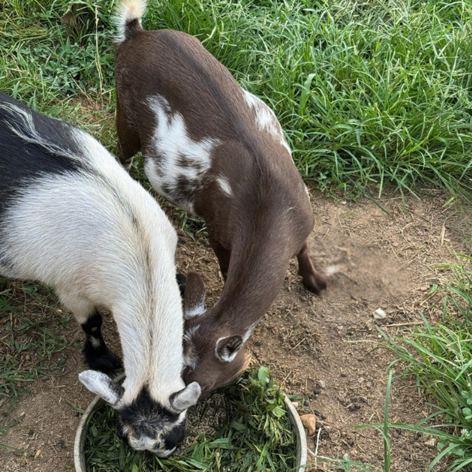 Sierra and chanel sring  summer