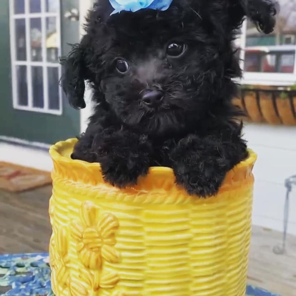 Cute black fluffy dog with blue bow in a yellow flower pot