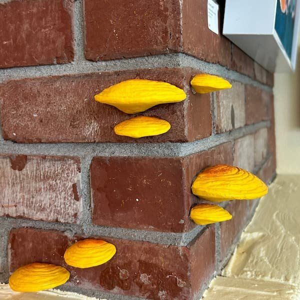 Bracket fungi (fake) on a fireplace 