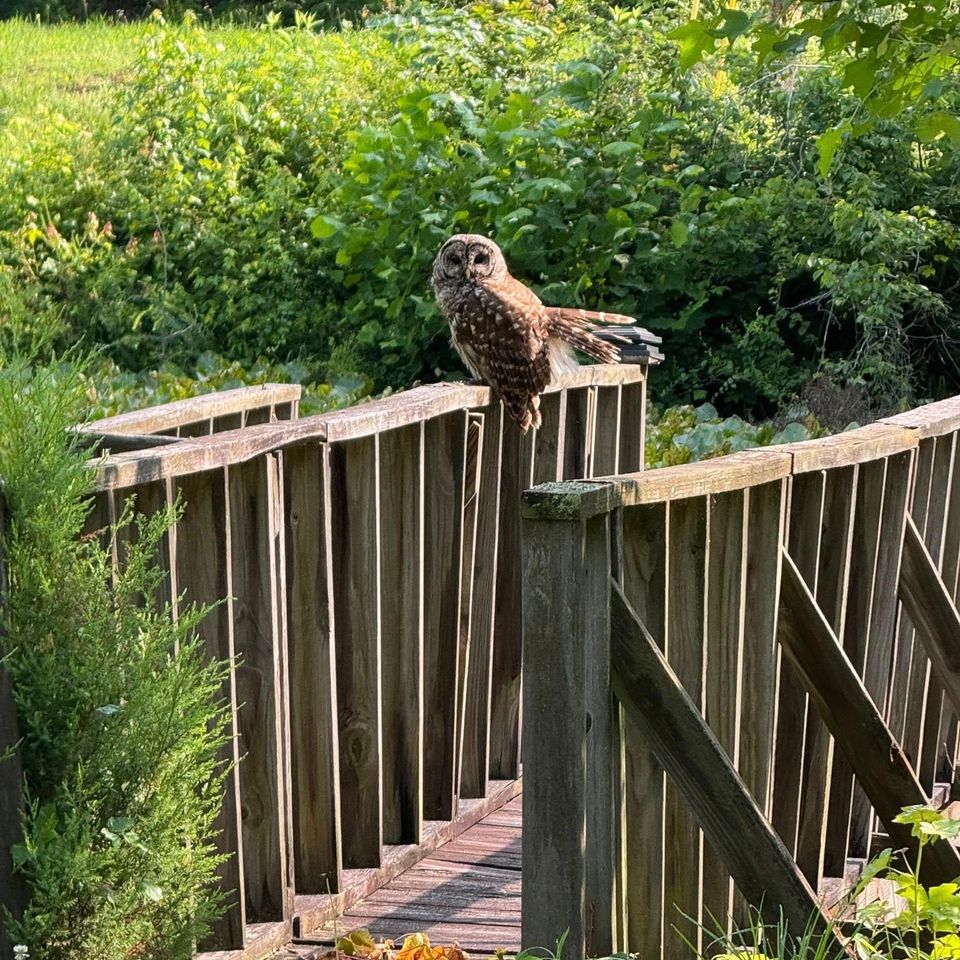 497859665 122174494286583527 6179059193718561832 n