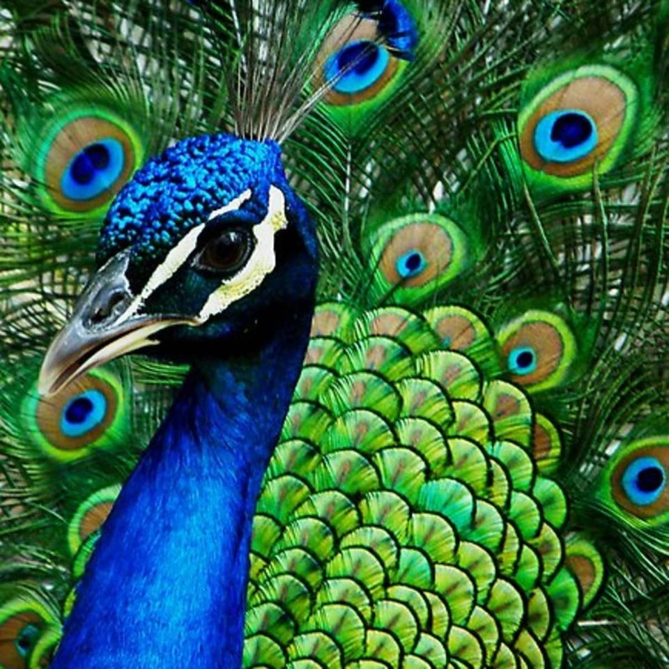 The proud peackcock eight fun facts on the indian peacock