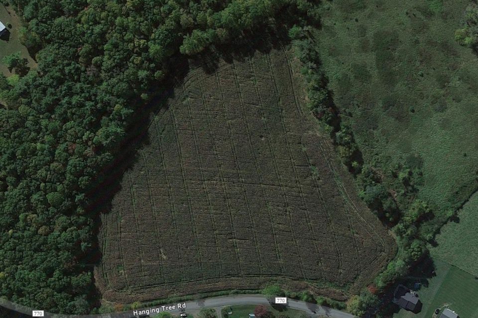Camp and grow hanging tree aerial