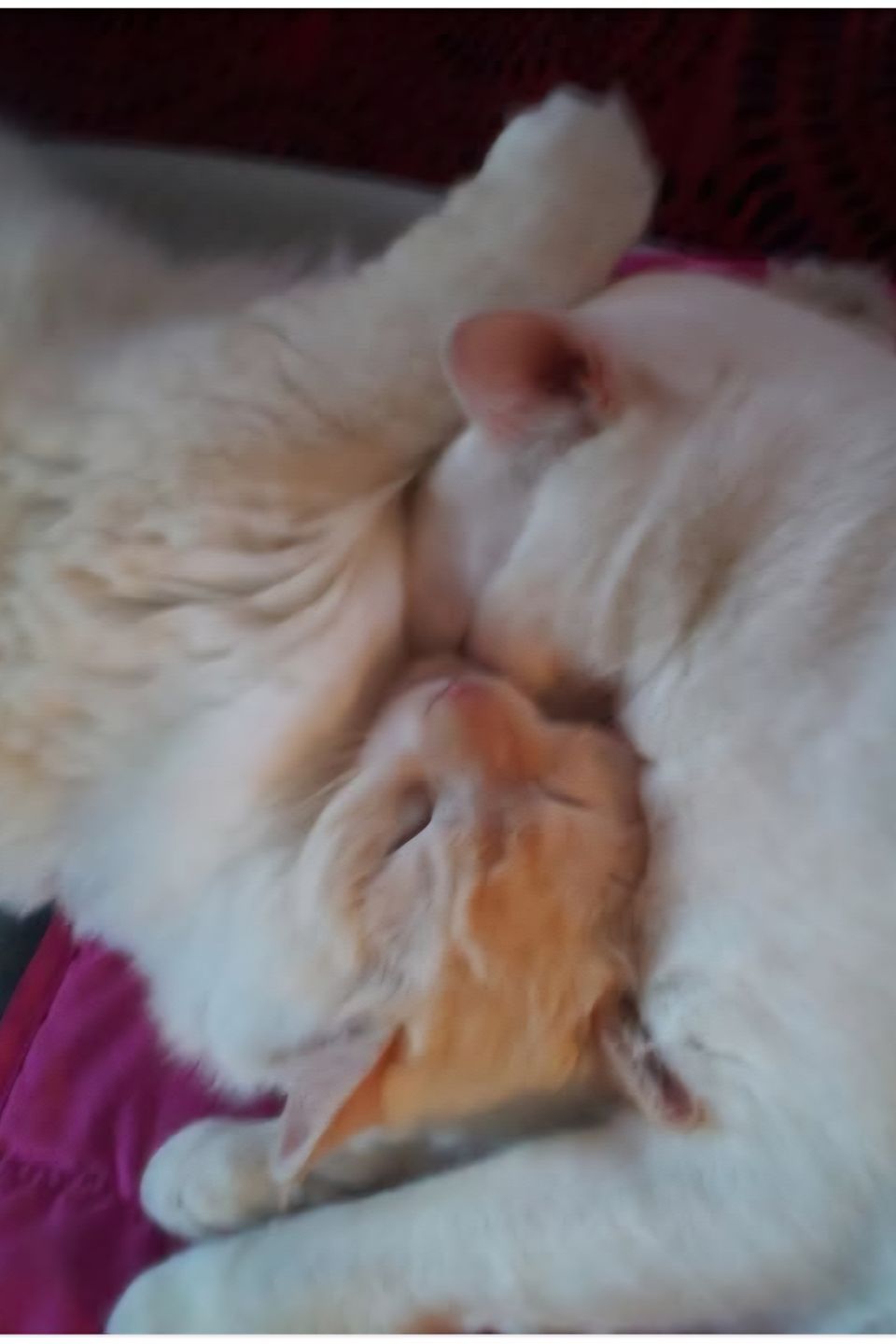 Shilohsirangelbruschi