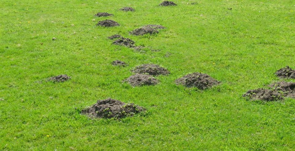 Molehills20150918 26170 1c6uc9h