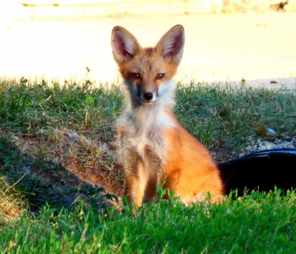 Fox
