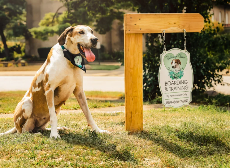 Clever canine academy4