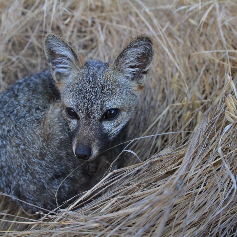 Chuckgraham islandfoxpup scorpioncanyon santacruzisland img060