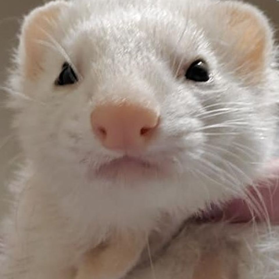 Ferret