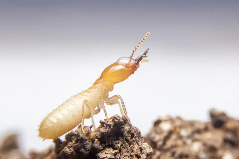 Arizona termite