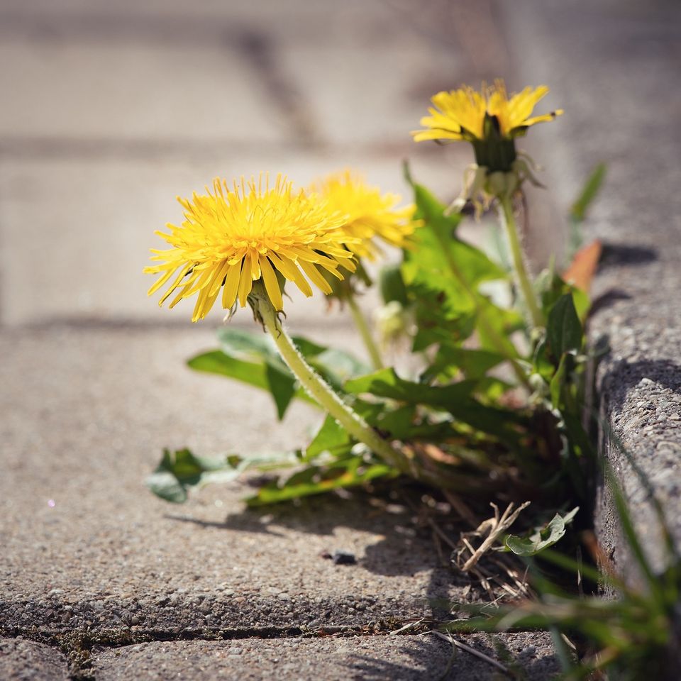 Dandelion gfd3366bfc 1920