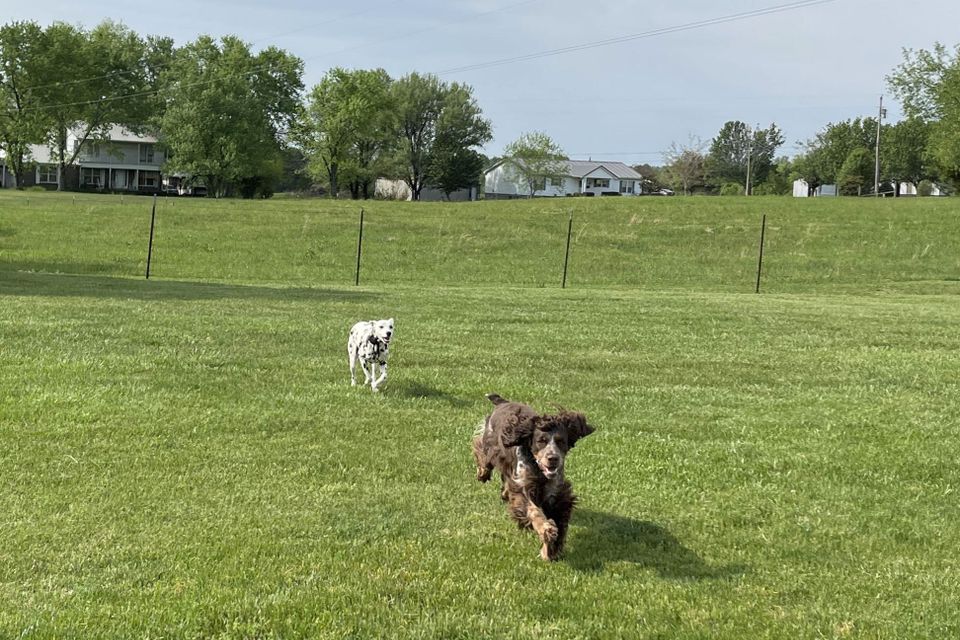 Kindred spirts dog training 13