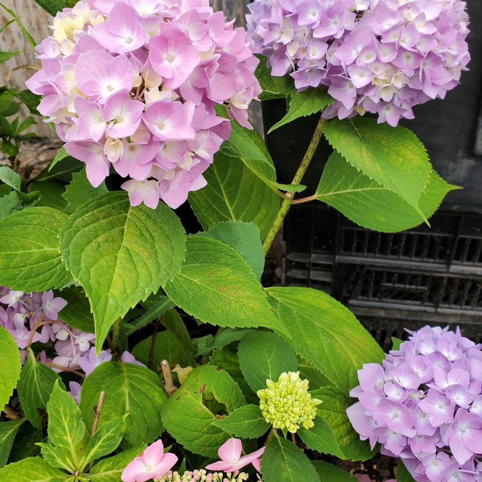 Hydrangea 2
