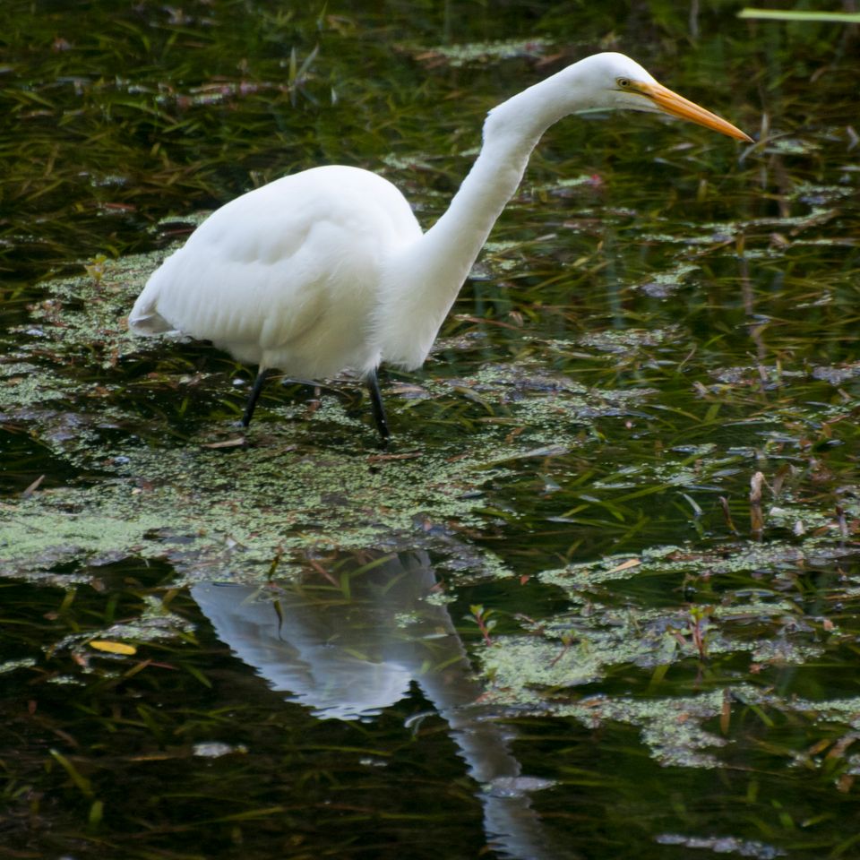 Rc great egret 5