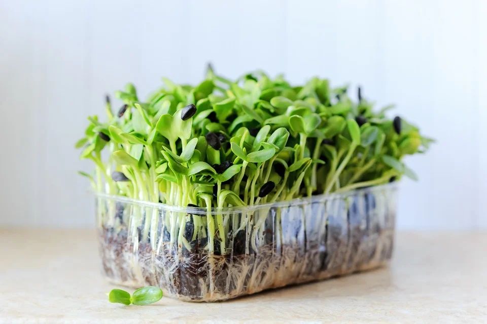 Easiest microgreens to grow 2 