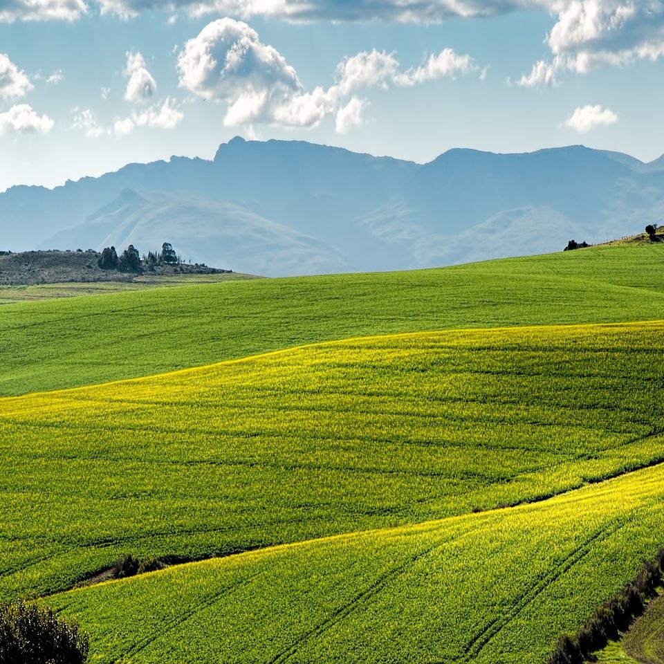 Canola fields g2baf82623 1920