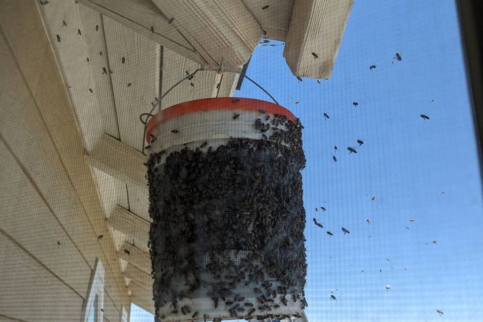 Swarm